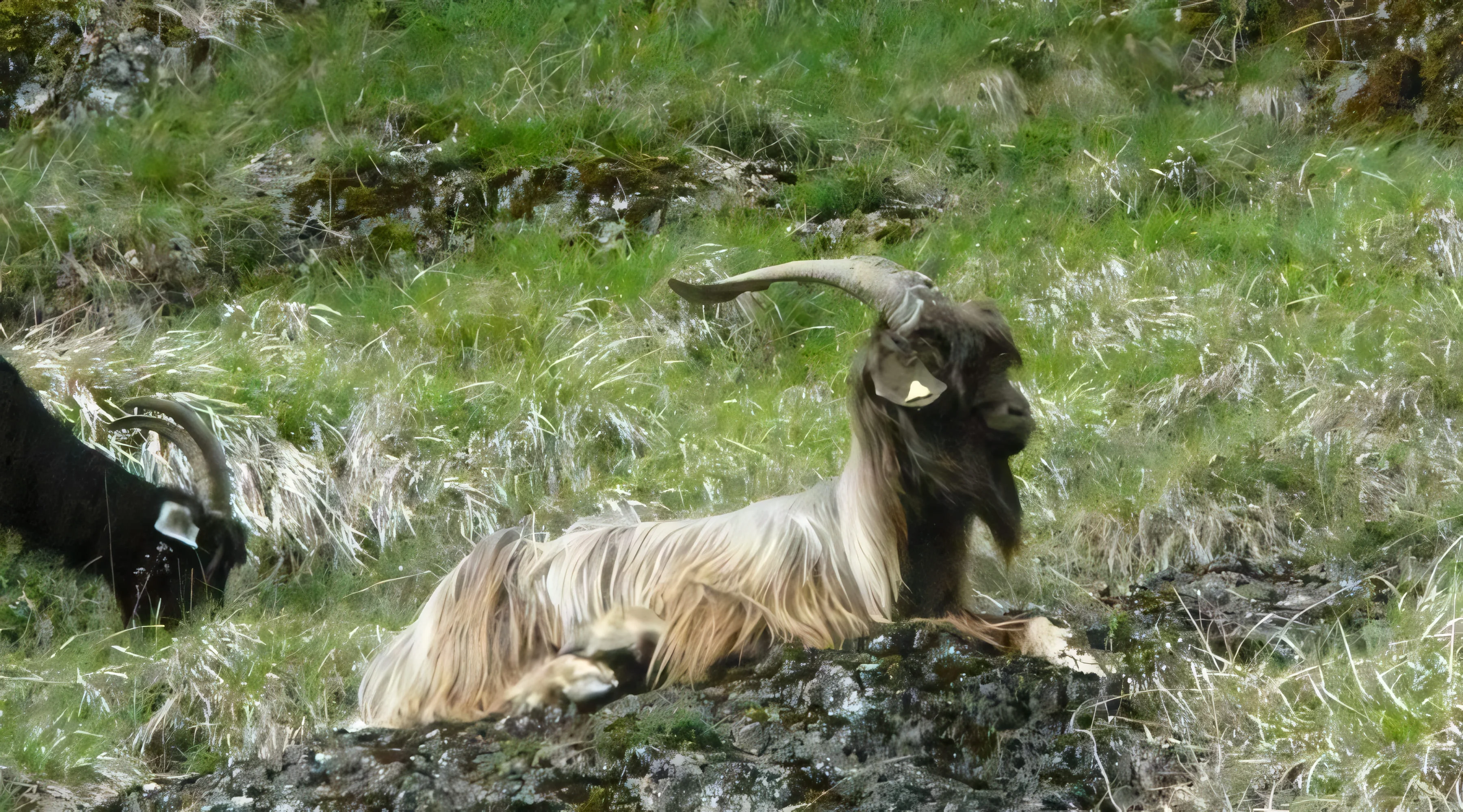 Bouc