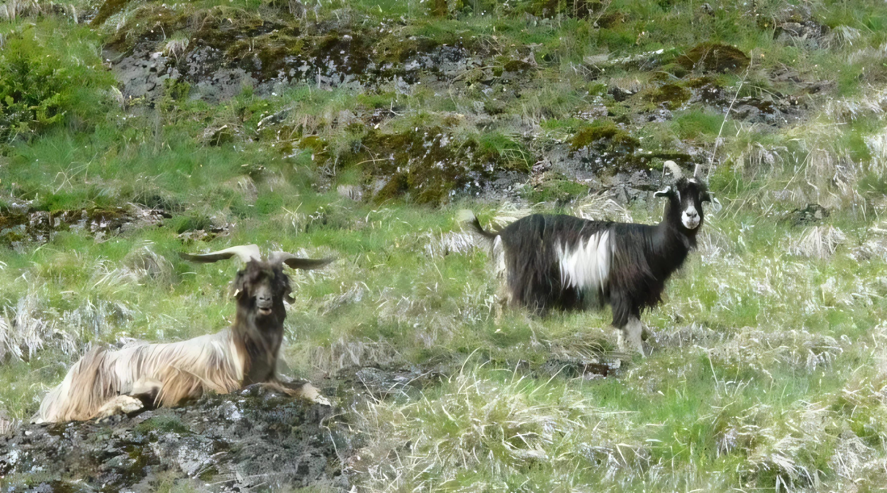 Bouc et chèvre