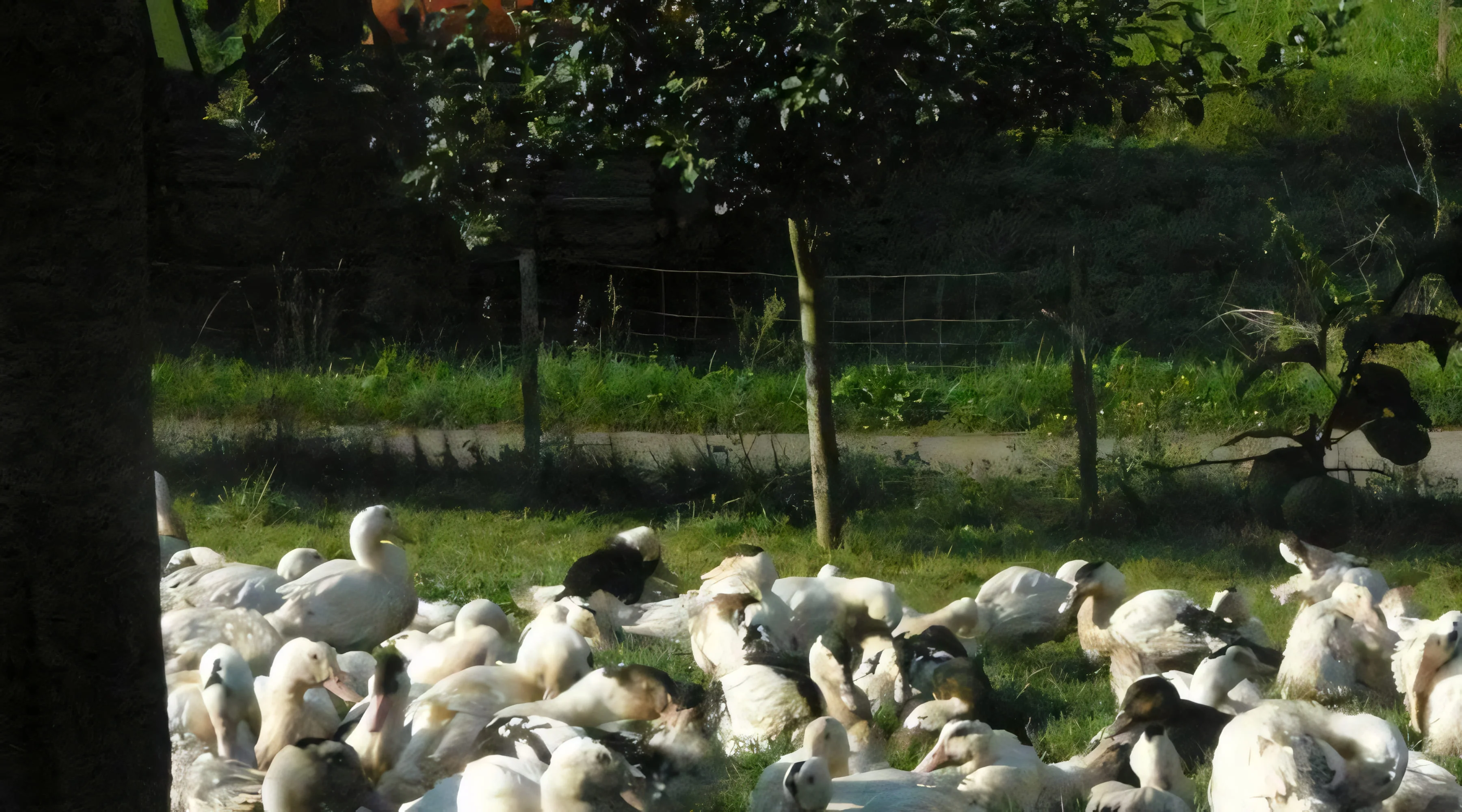 Canards