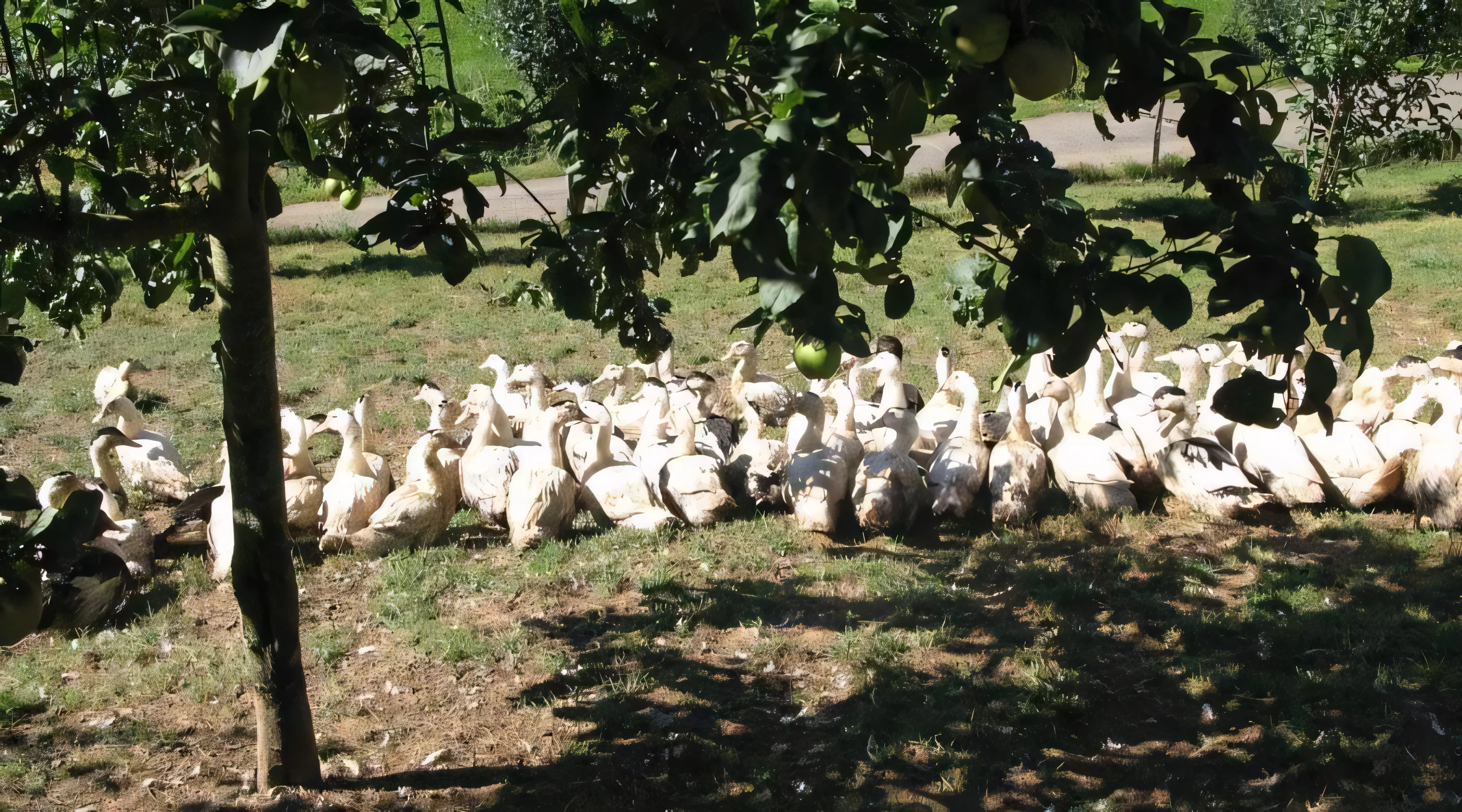 Canards